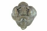Wide, Enrolled Flexicalymene Trilobite - Indiana #287255-2